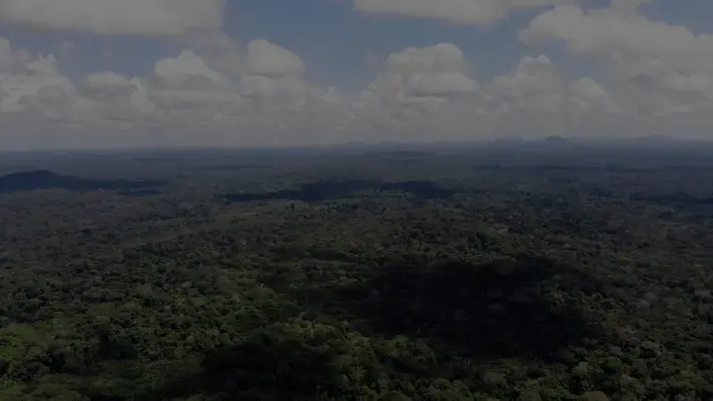 The area granted for the mining of the minerals known as tierras negras is 2,004.08 hectares that are part of the Vaupés Indigenous Reservation. The Timbó communities of Betania, Murutinga and Bogotá Cachivera live in the area. Image by Luis Ángel. Colombia, 2019.