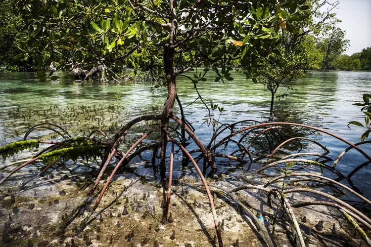 A stilt mangrove tree in a protected area on Semama Island in East Kalimantan. Image by Ardiles Rante. Indonesia, 2019.