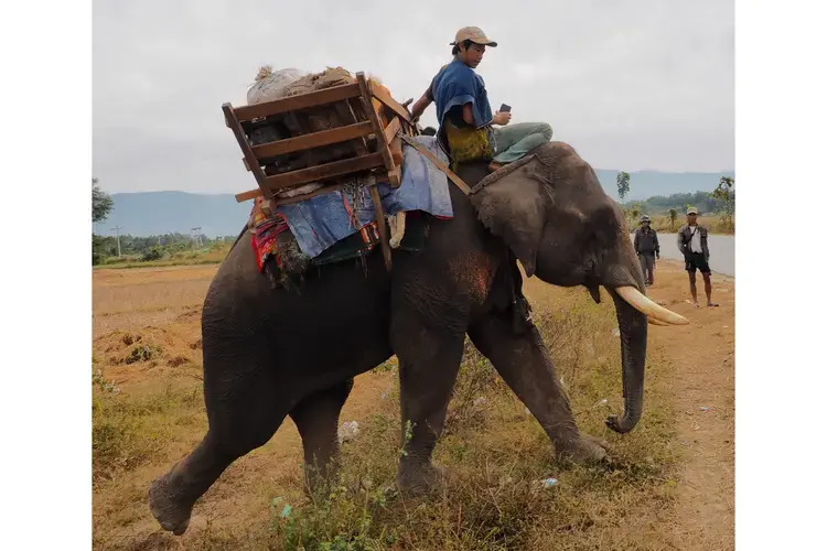 An elephant hauls rice to KIA soldiers in northern Myanmar. Image by Doug Bock Clark. Myanmar, 2018.<br />
