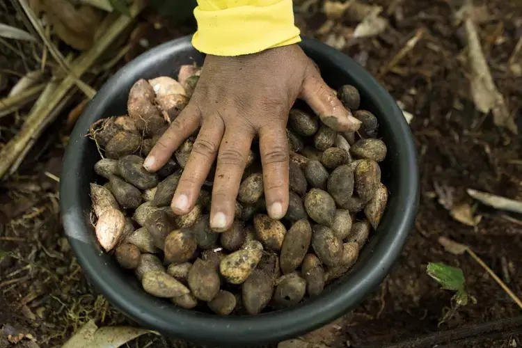 A seed collector shows a bucket full of murumuru seed after a morning of work in the forest, in the Middle Juruá Extractive Reserve, Amazonas, Brazil, October 17, 2019. Image by Bruno Kelly/Thomson Reuters Foundation. Brazil, 2019.