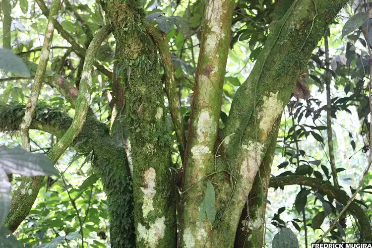 One of the trees in Bwindi Impenetrable Forest. Image by Fredrick Mugira. Uganda, 2020.