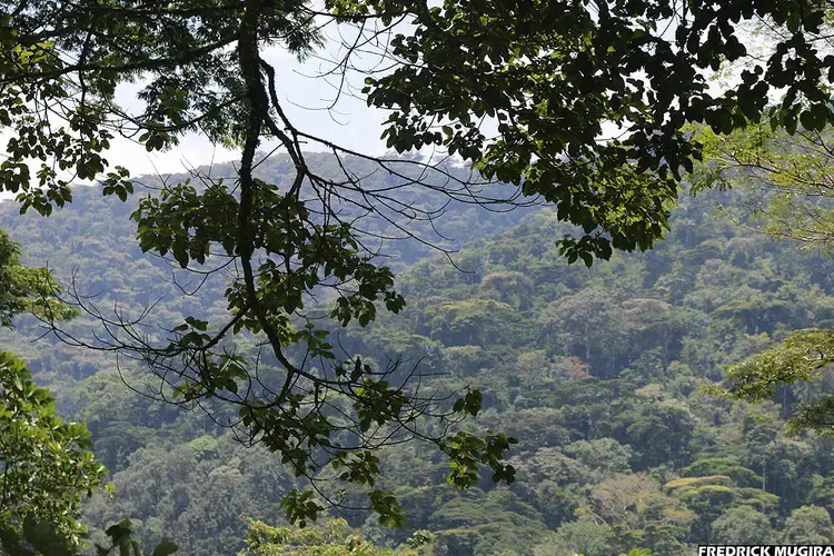 A view of part of the lush Bwindi Impenetrable Forest. Image by Fredrick Mugira. Uganda, 2020.