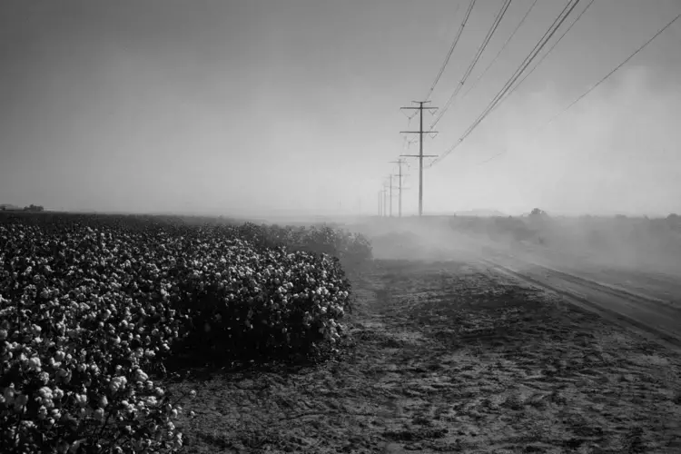 A cotton farm belonging to Dale Button in Stanfield, Arizona. Image by Jošt Franko.&nbsp;United States, 2016.