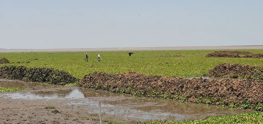 Water weed in Lake Tana. Flower farms have been accused of contaminating Lake Tana with fertilizers. Fertilizers stimulate the growth of water weed. Image by Geoffrey Kamadi. Kenya, undated.