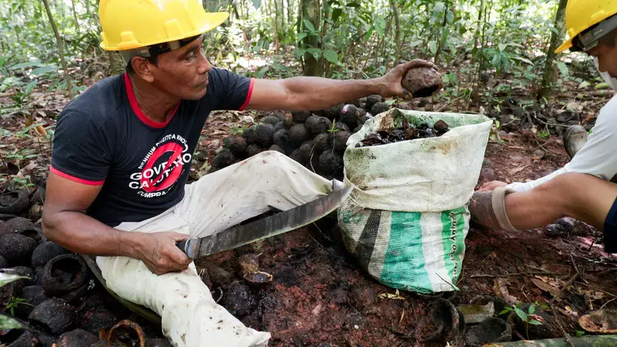 Raimundo Maniwari uses a machete to harvest Brazil tree nuts. His community earns up to ten times as much selling the nuts to a new processing cooperative than they earned selling to middlemen. Image by Sam Eaton. Brazil, 2018. 