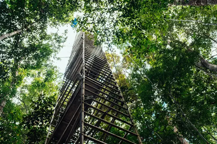 Research towers in pristine Amazon forest allow scientists to access every layer of the tree canopy in order to document the forest's carbon cycle and how it’s changing. Image by Sam Eaton. Brazil, 2018.</p>
<p>