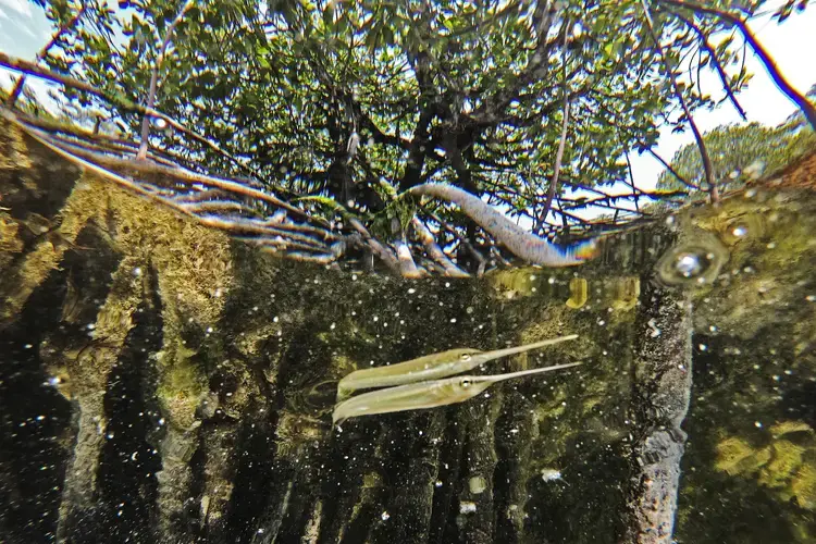 In the water lapping at mangrove roots, young fish and plankton take refuge from predators. Image by Ardiles Rante. Indonesia, 2019.