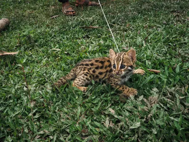 A leopard cub in a Nawngmun Township, northern Kachin State. Image by Hkun Ring | Frontier. Myanmar, 2020.