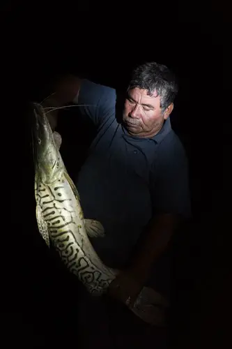 Savarain Suárez Méndez holds a “pintado”, one of the native species of fish that is now threatened by the paiche’s presence. Paiche can weigh up to 250 kilograms. Image by Felipe Luna. Bolivia, 2018.