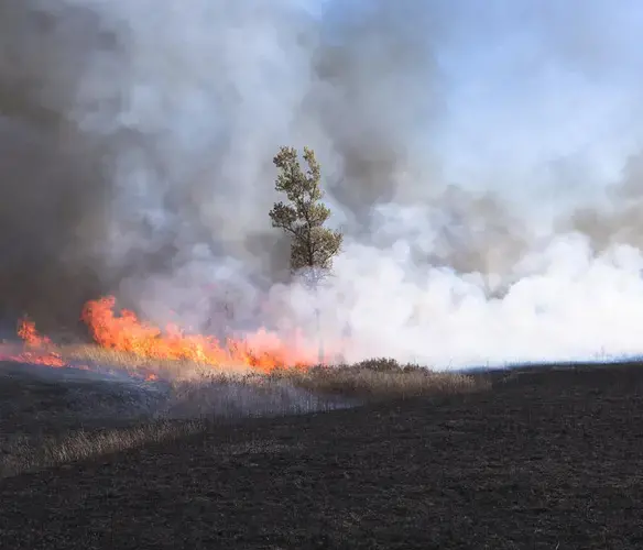 Fire burns through grasses, most of which will grow back quickly. But without regular fire, trees and shrubs can overtake the landscape.&nbsp;Image by Kyler Zeleny / For Harvest Public Media. United States, 2020.