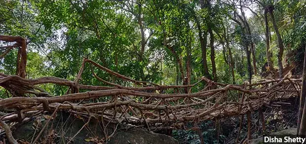 A tenth of Meghalaya’s forests are biodiverse “tropical wet evergreen forests” or rainforests, which stay green all year round and are home to several plant and animal species. In Meghalaya, rainforests are found around Cherrapunji (above) and Mawsynram. Image by Disha Shetty. India, 2019.