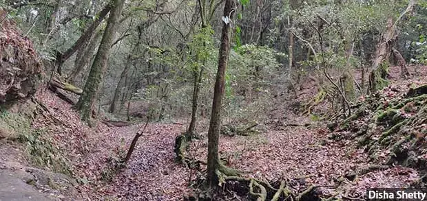 Locals point to the thinned out forest cover even in protected forests like the sacred grove in Mawphlang (above). Image by Disha Shetty. India, 2019.