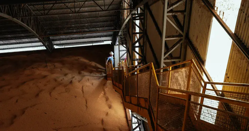 Dried soybeans pile up in a silo in Sinop. Image by Sam Eaton. Brazil, 2018.