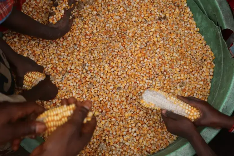 Villagers prepare corn grown in the community forest for sale. Image by Peter Yeung/The Los Angeles Times. Congo, 2020.