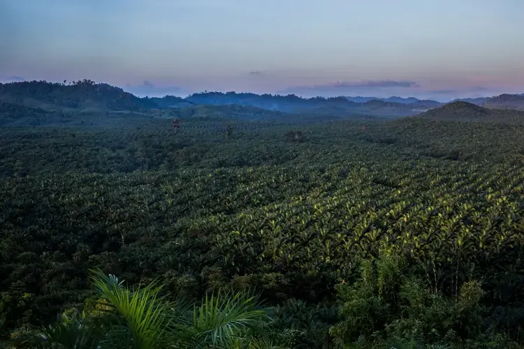 This is a view of a palm oil plantation outside Kawthaung, Myanmar. Huge plantations were built after thousands of acres of rainforest had been cleared in southern Myanmar. Image by Taylor Weidman/PRI. Myanmar, 2016.  