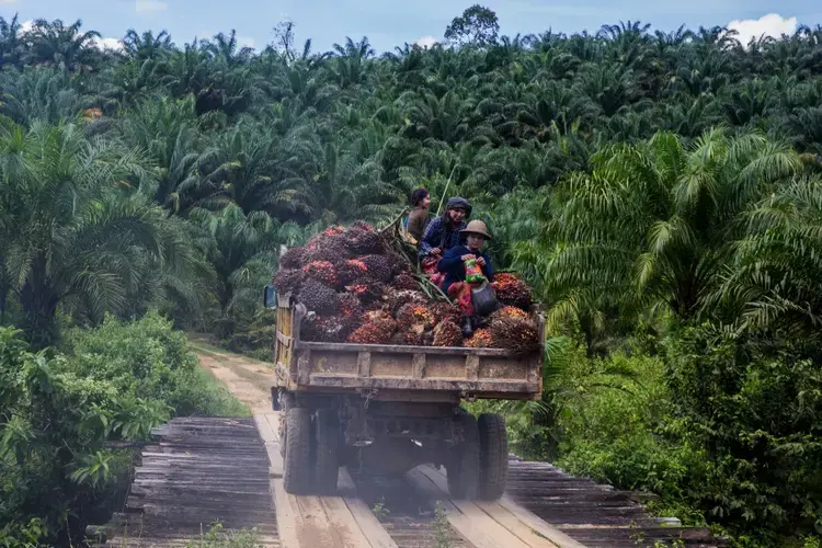 Workers sit atop the fruit bunches in the back of a truck in Asia World palm oil plantation in Bank Mae Village, Myanmar. Fruit bunches are collected from throughout the plantation and brought to a central mill for processing. Image by Taylor Weidman/PRI. Myanmar, 2016.