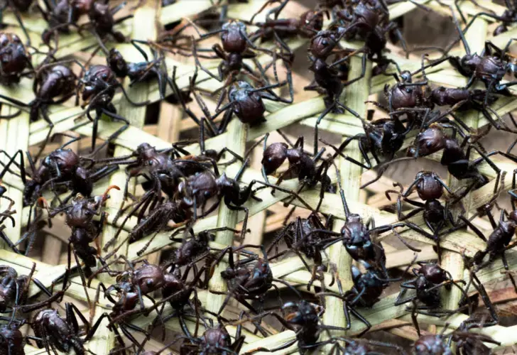 Special gloves filled with scores of tucandeira ants. The sting they inflict is so severe it causes pain comparable to being shot, lasting 18 hours and often accompanied by sickness and vomiting. Photo by Matheus Manfredini. Brazil, 2019.
