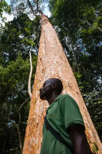 Muzinga stands in front of a sun-kissed Afrormosia tree. He and others who work at the Yangambi Research Station form special bonds with the trees. Image by Sarah Waiswa. Democratic Republic of Congo, 2019.