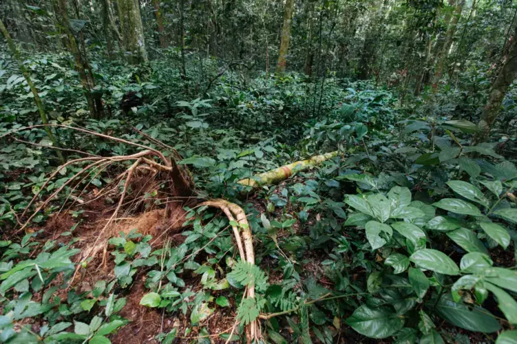 The researchers at Yangambi found this fallen Afrormosia tree and planned to use it in their studies. Image by Sarah Waiswa. Democratic Republic of Congo, 2019.