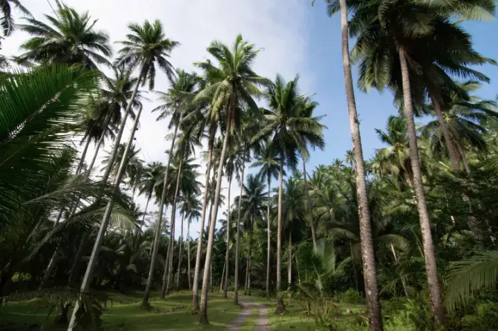 coconut tree rainforest