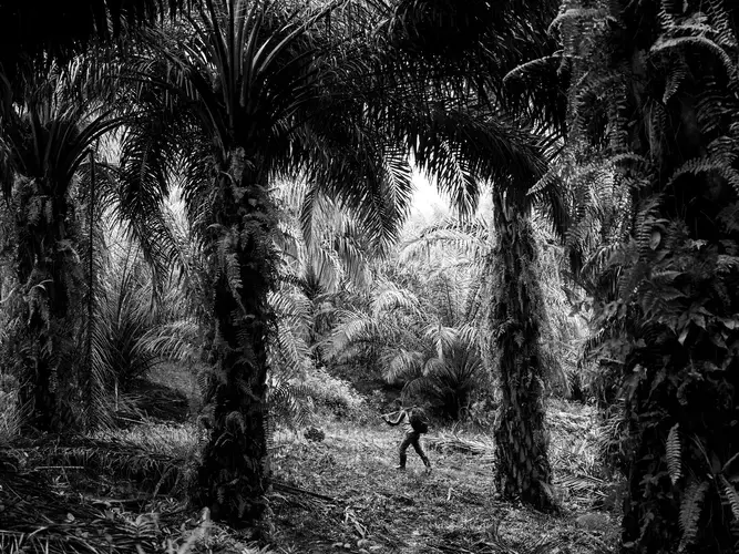 Palm oil is a billion-dollar industry that significantly contributes to the economy of Indonesia, which is a major global supplier and has plantations that stretch for millions of hectares. In this picture, farmer Puryito carries a palm fruit on a plantation in Kandis. Puryito’s whole family works on the plantations. Image by Xyza Cruz Bacani. Indonesia, 2018.