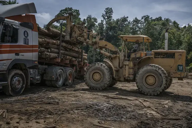 Licensed logging continues on the fringes of Gunung Rabong forest reserve and Taman Negara National Park as a front loader puts logs onto a logging truck to be brought to a sawmill. Image by James Whitlow Delano. Malaysia, 2019.