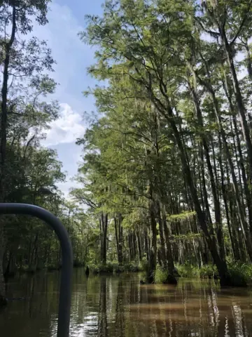 Honey Island Swamp
