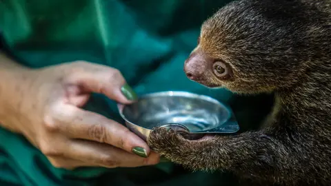 A person holds up a bowl to a sloth.