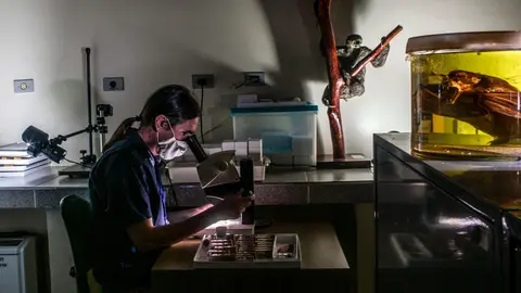 A person wearing a medical mask looks into a microscope.