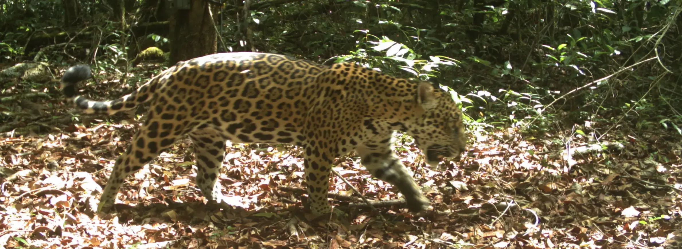 jaguar