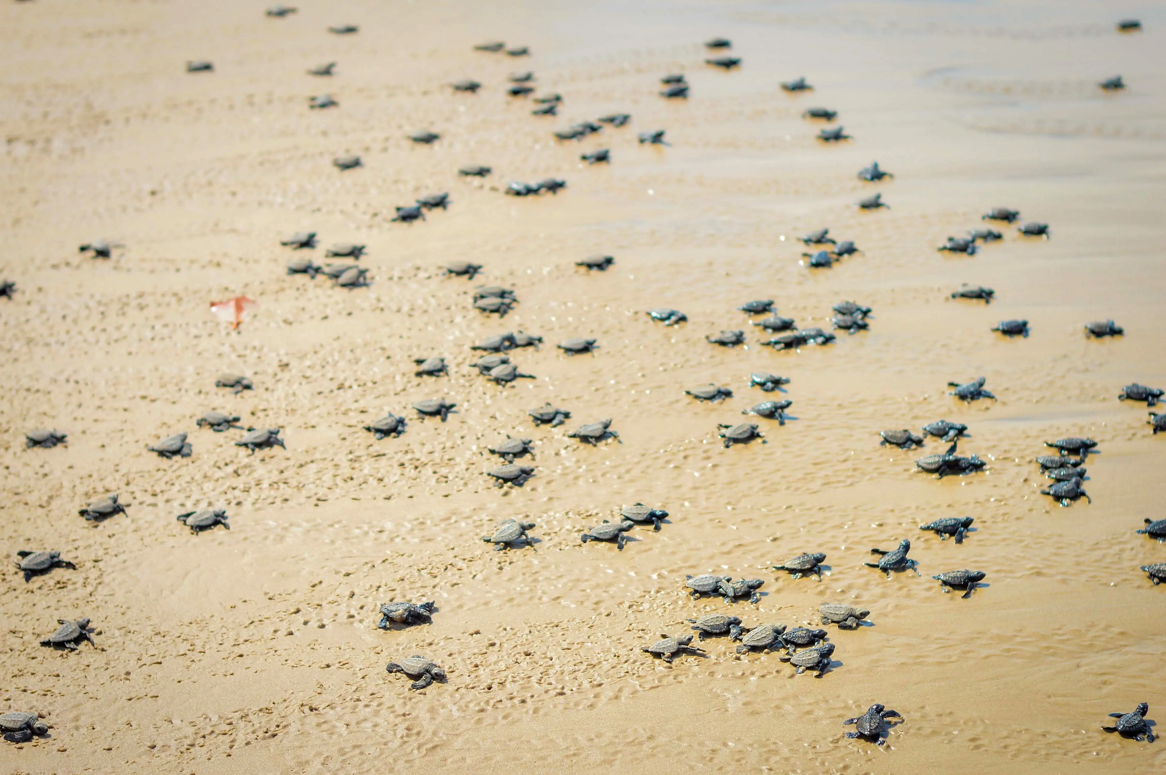 baby turtles