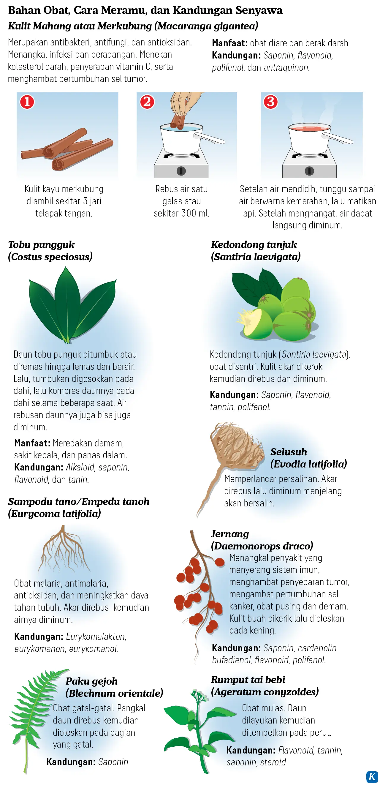 An infographic in bahasa Indonesia language explains a cooking process for what appears to be a tree bark as well as images and descriptions of several medicinal plants. 