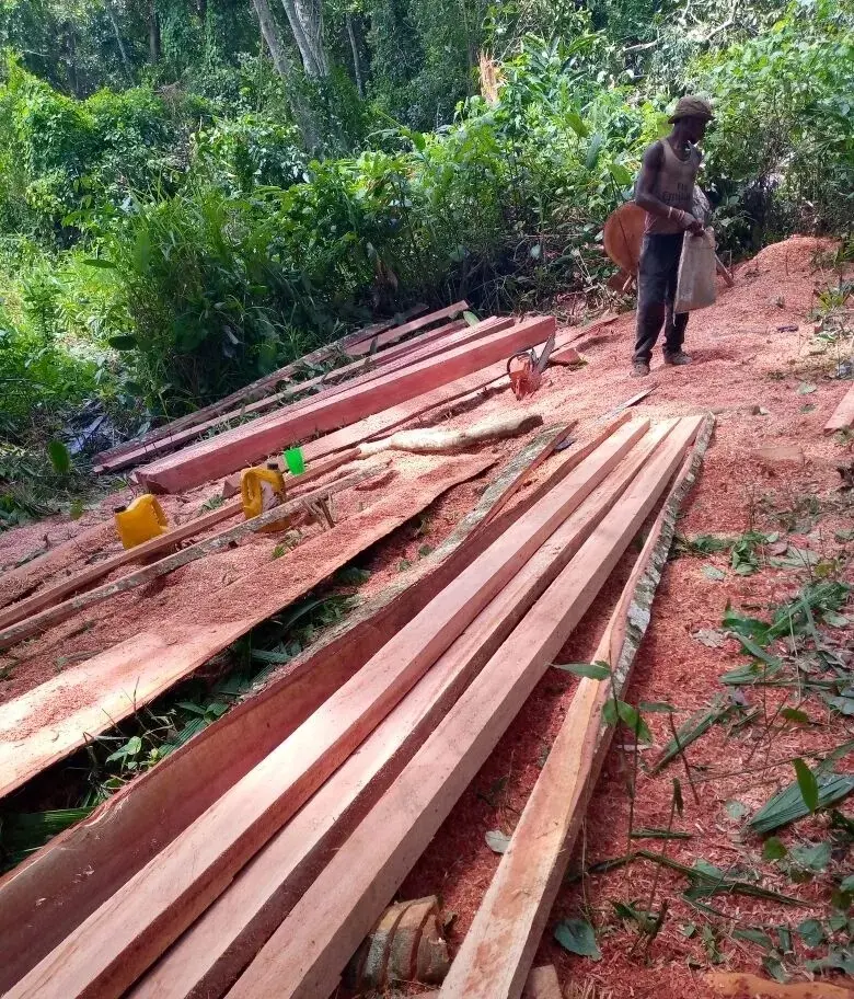 Elders call for quick action to curb rampant exploitation of South Sudanese forests 2
