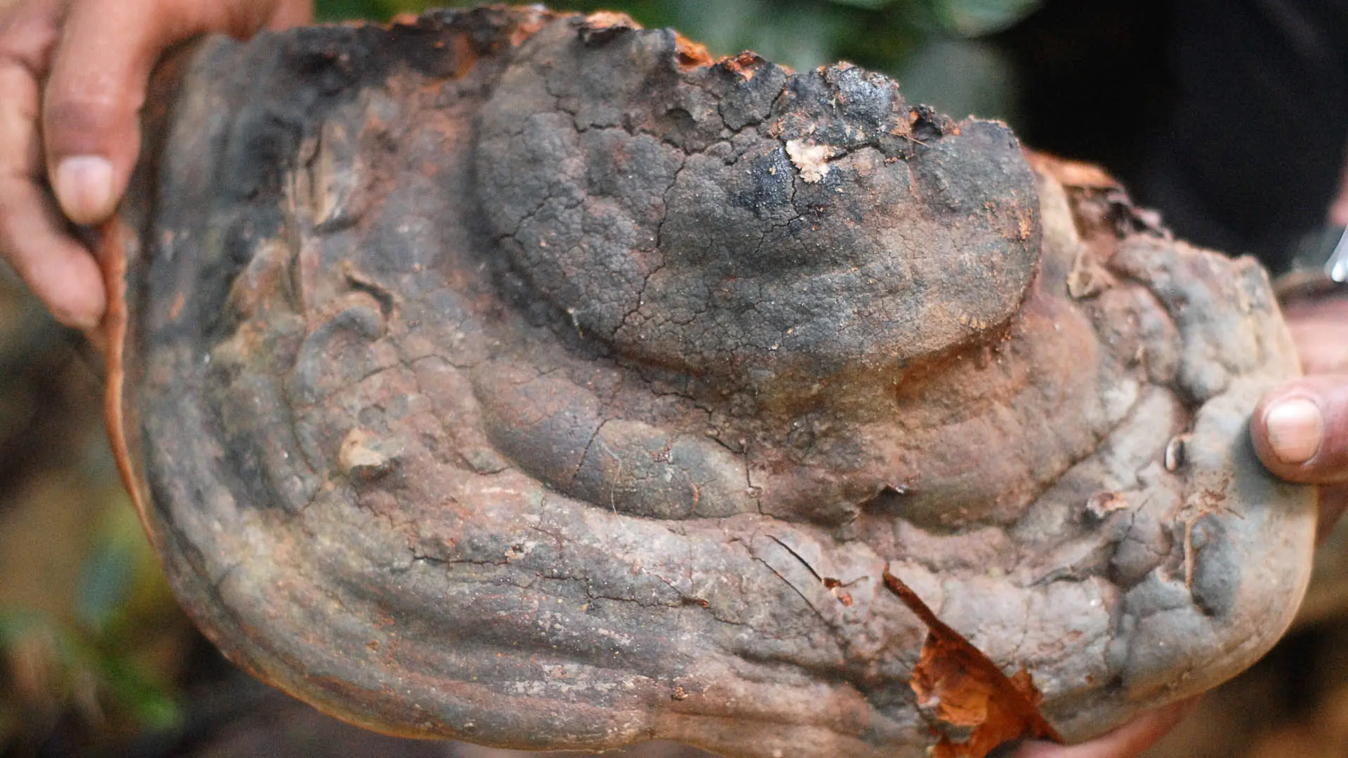 Close up of a fungus as wide as two adult hands with brown and black exterior and orange inner flesh. 