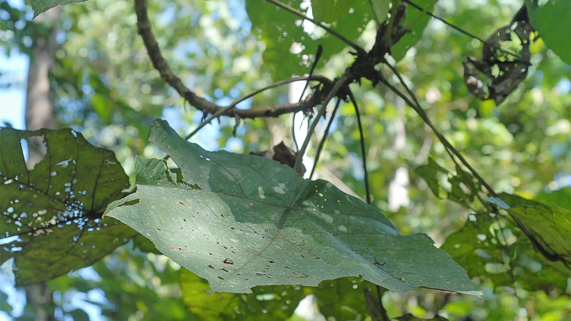 Broad, star shaped leaves grow on a vine. They have holes which could be evidence of an insect. 