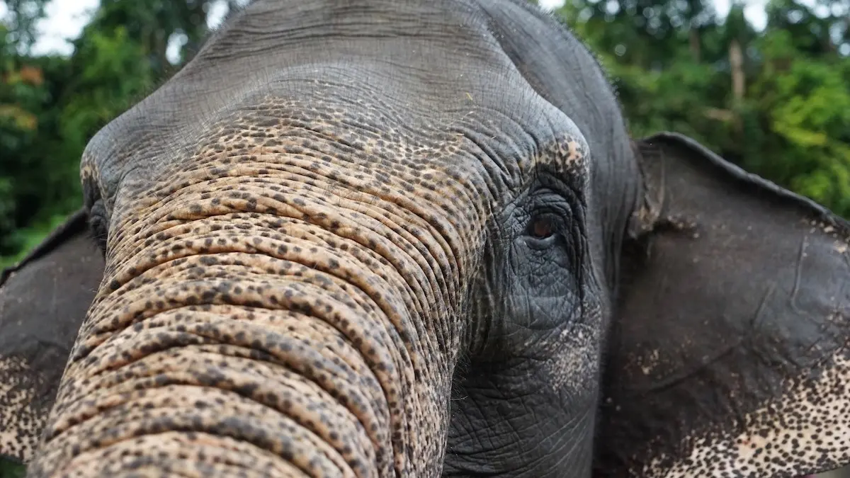 Saving Sumatran Elephants Starts with Counting Them. Indonesia Won’t