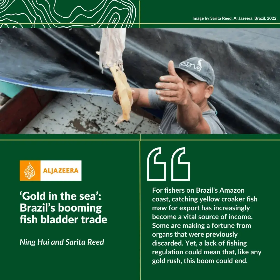 Title says Gold in the Sea, Brazil's Booming Fish Bladder Trade. In the photo, a fisher carries a dead fish onto his boat. 