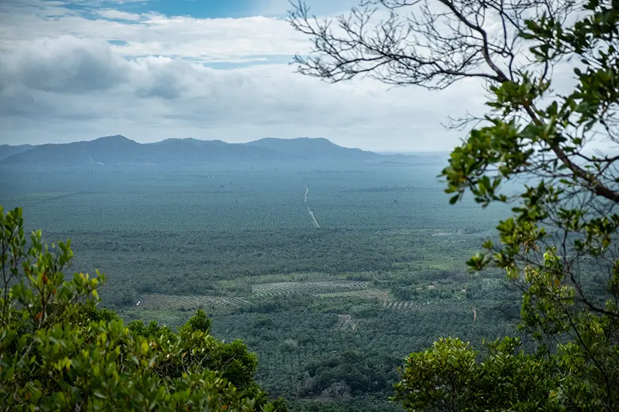 A green landscape with mountains in the distance on a cloudy day. The trees are planted in rows as far as the horizon. there is a road cutting through the middle. 