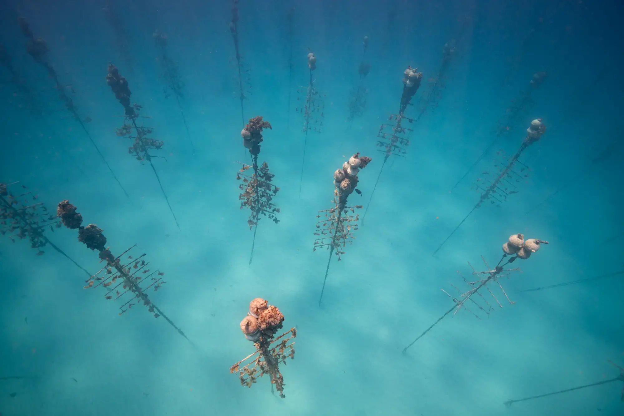 Pink and white coral suspended underwater