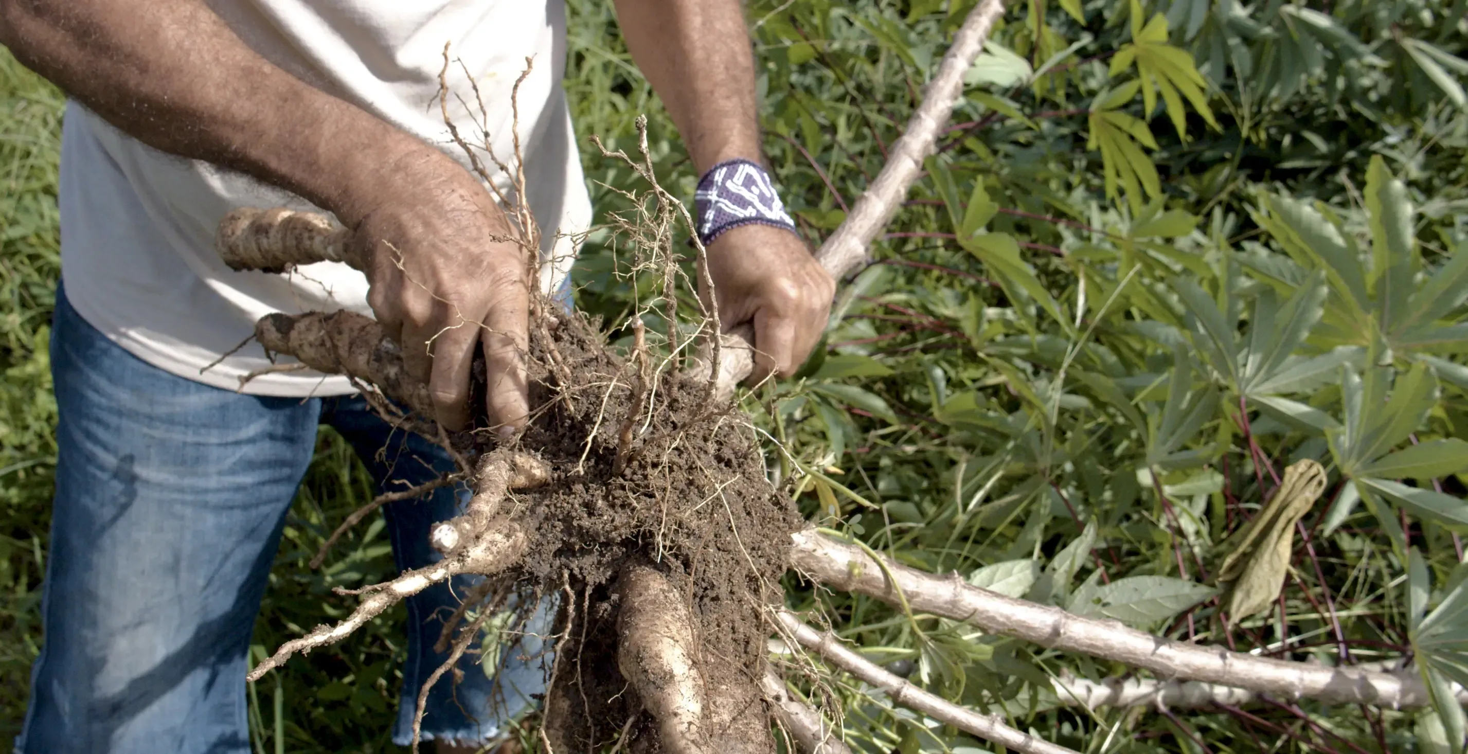roots in hands