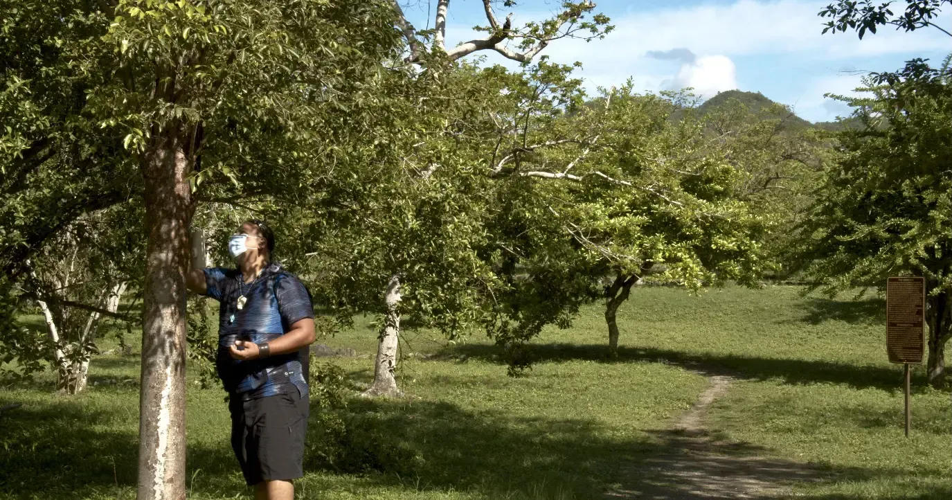 Po Araní examines a native tree