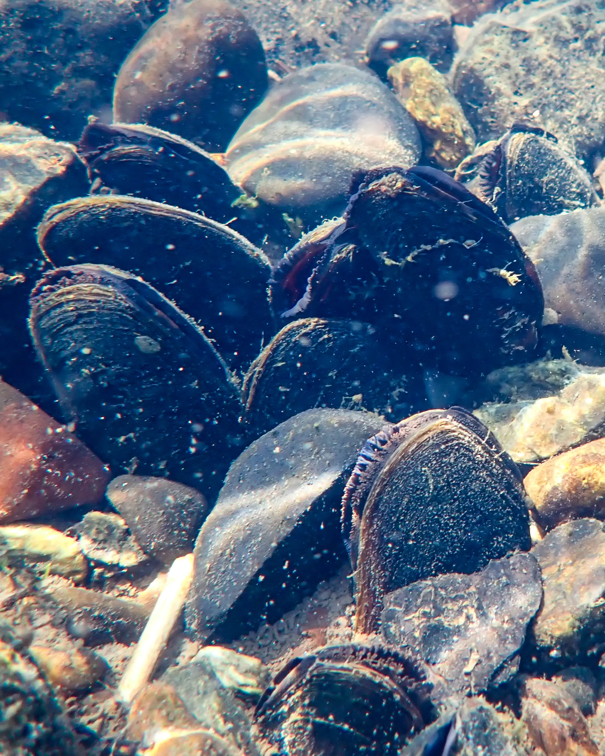 mussels underwater