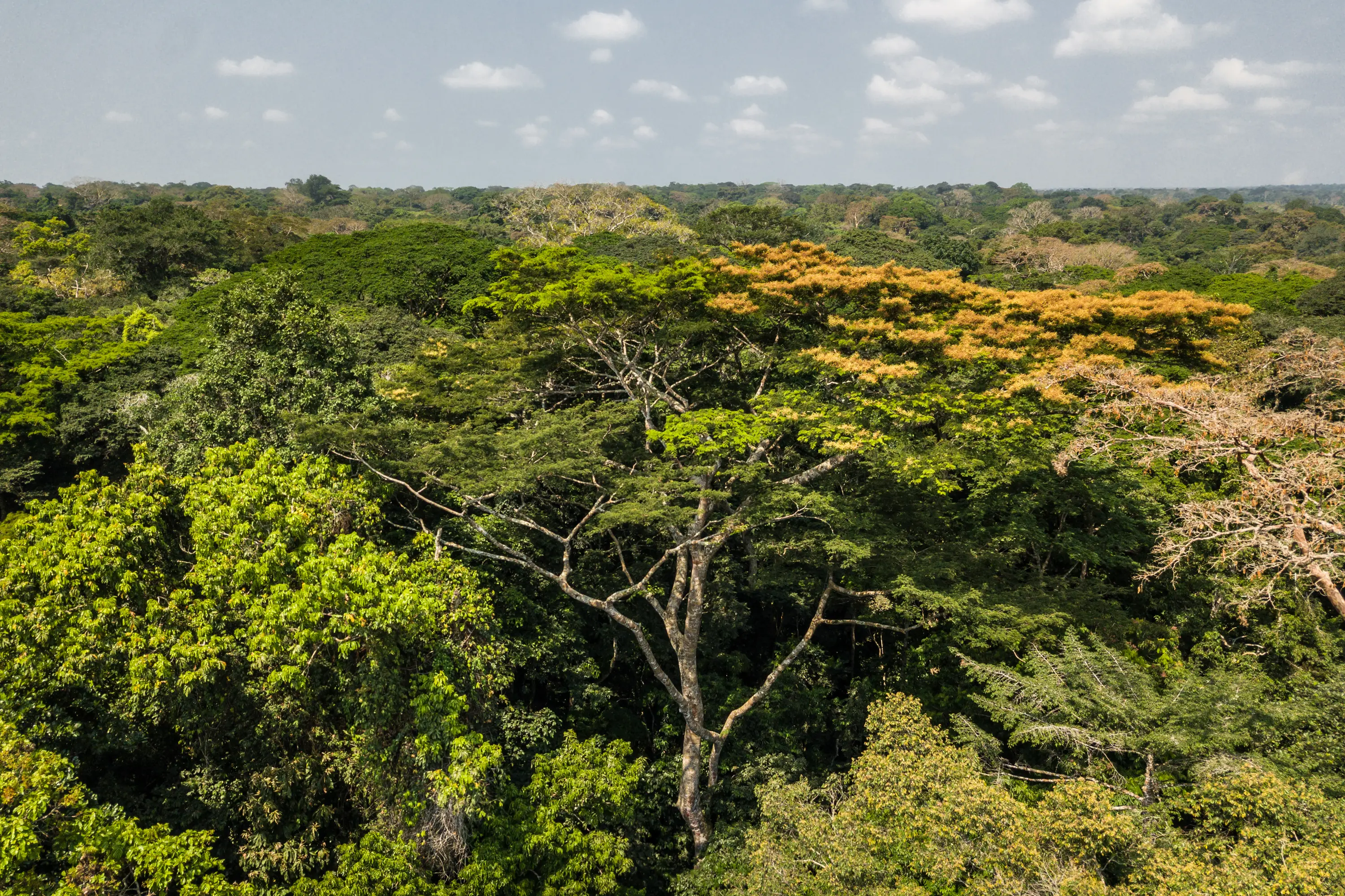 Trees of all shades of green, orange, brown, and yellow are huddled together, all of varying species. 