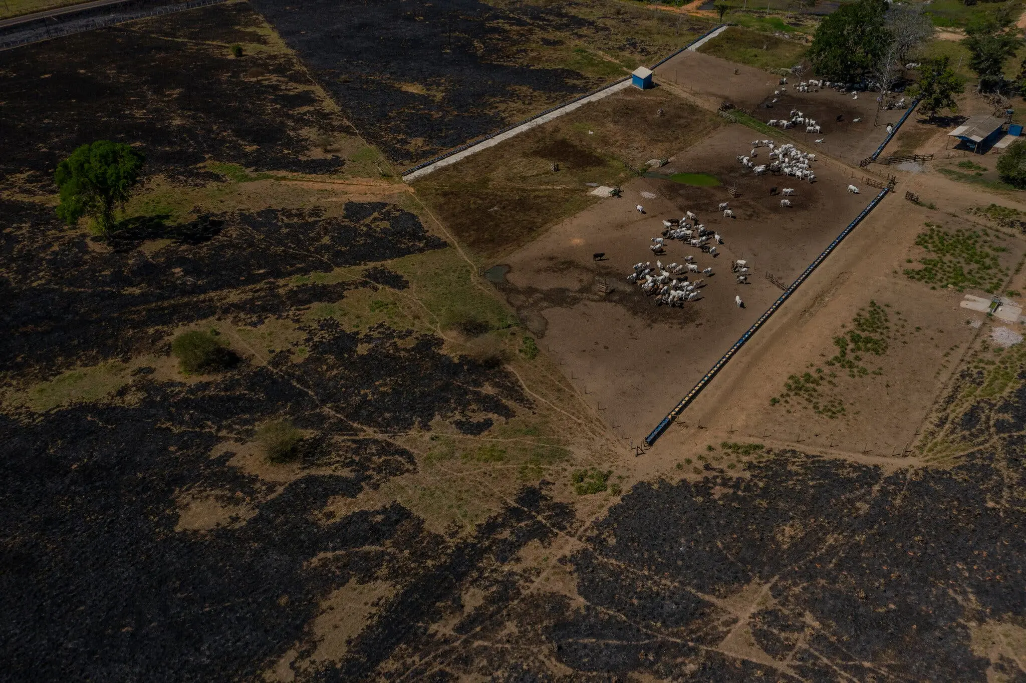 A farm on the edge of a burned area shows cattle gathered