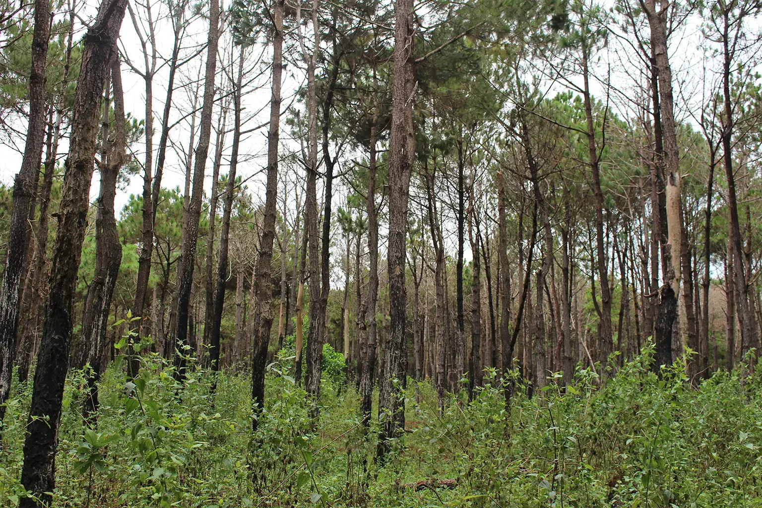 Vietnam's Empty Forests - The New York Times