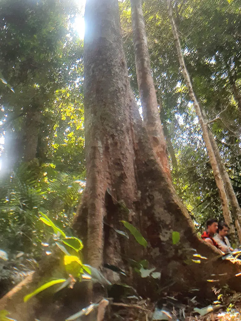 A picture of a tenggeris tree taken from the base at an upward angle. Two men sit behind the base of the trunk. 