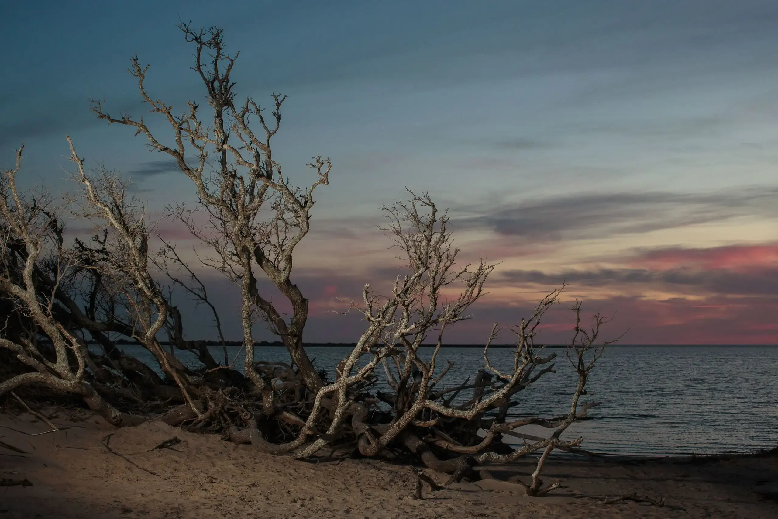 Wind swept oak branches land on the beach 