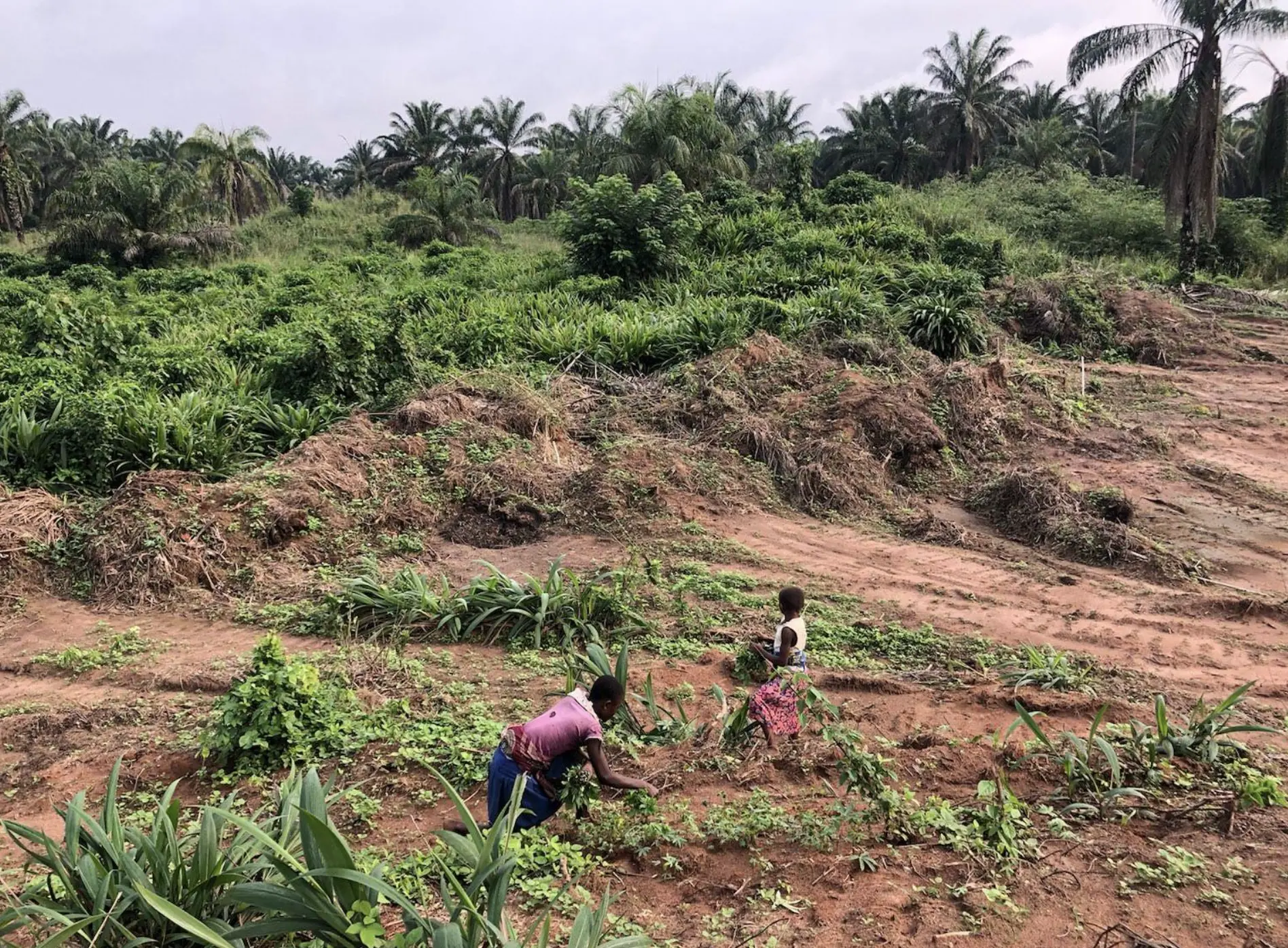 Two girls picking cassava leaves in a field torn with exposed red earth