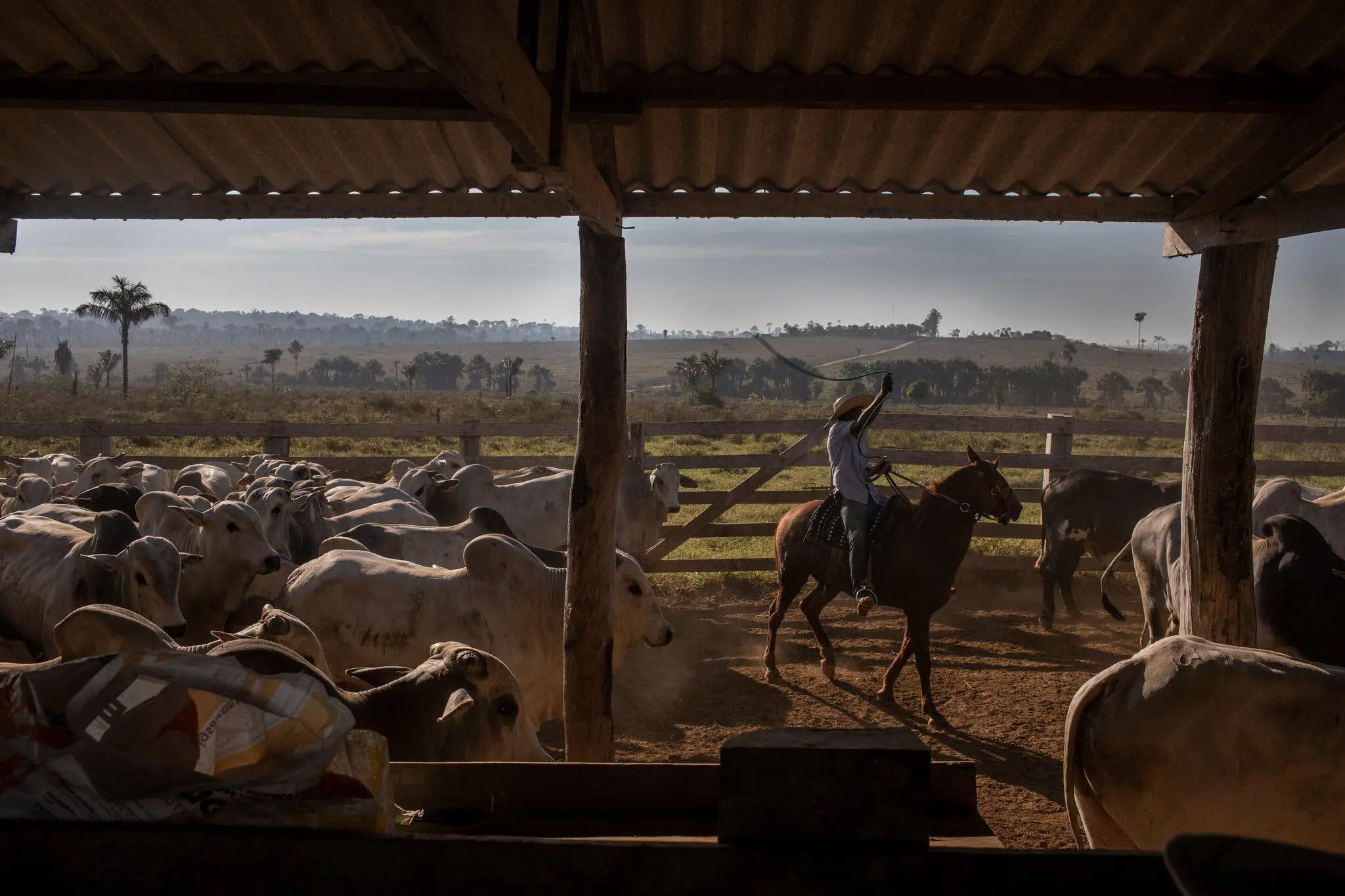 Cattle at Mr. Felipe’s farm were rounded up