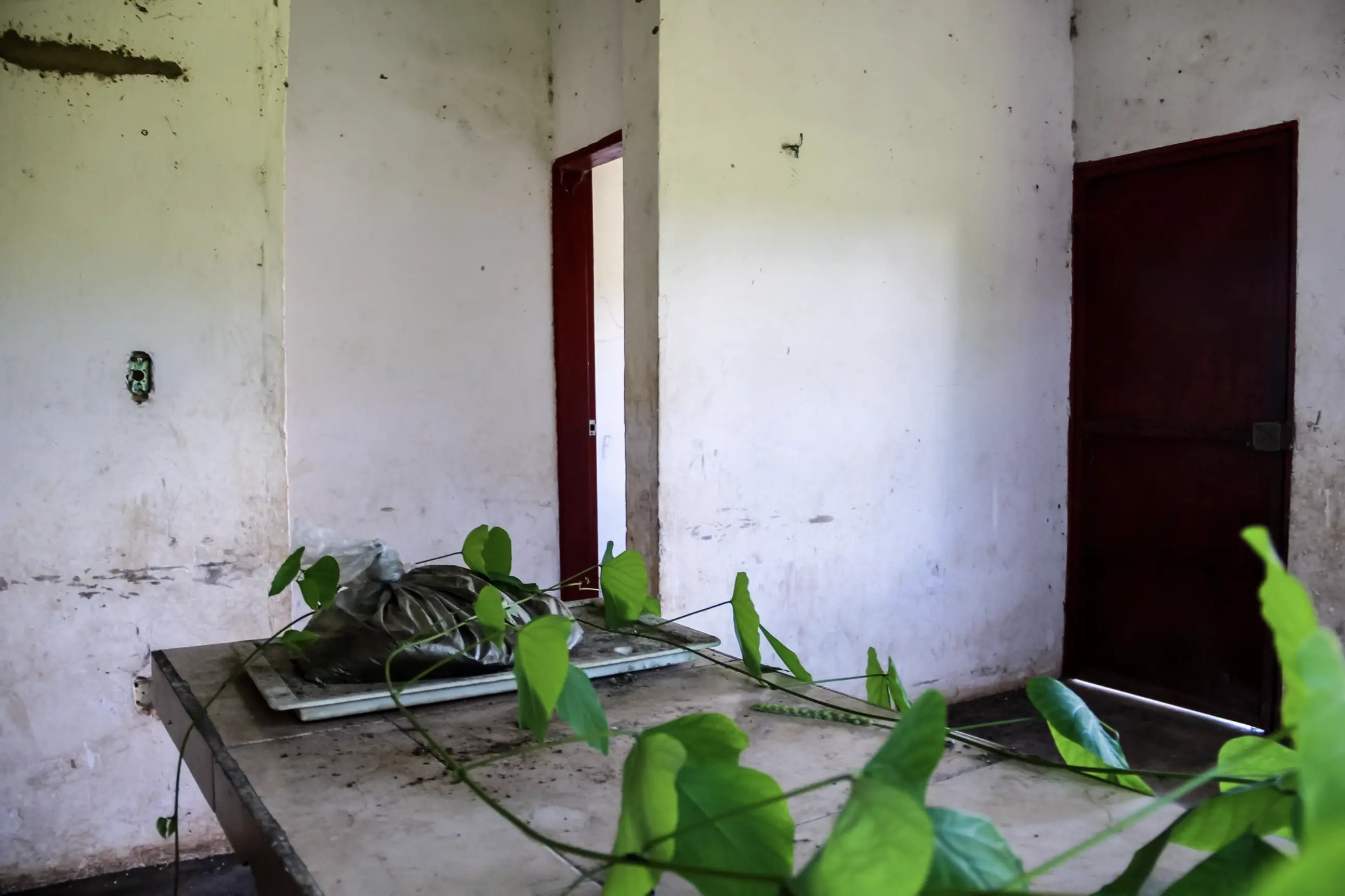 A vine grows over a table upon which a plastic bag is tied up. the walls are dirty and the light switch has been removed. 